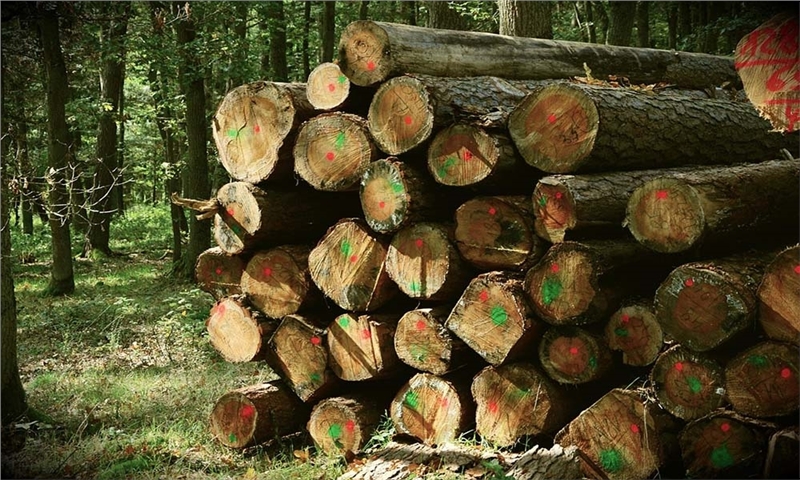Sharp fall in US lumber prices – growing fears of construction slowdown on both sides of the Atlantic