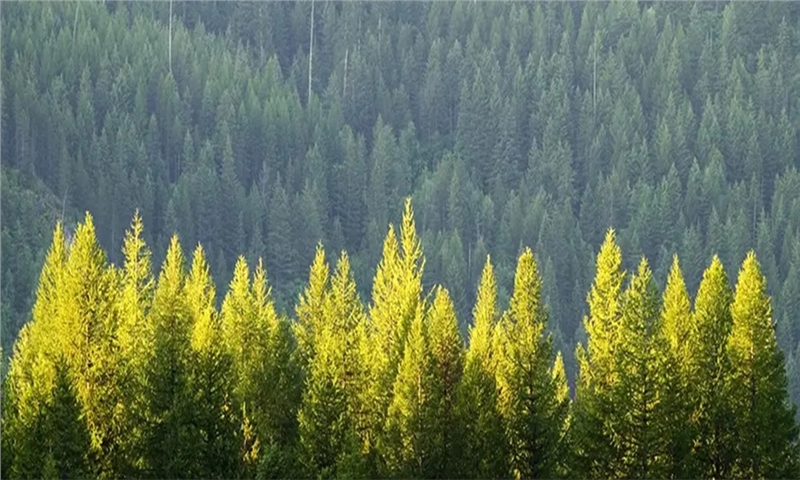 Finnish Forest Industry Expert Warns Against Over-Reliance on Carbon Sinks