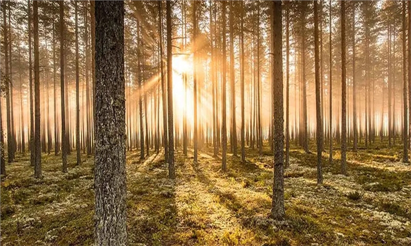 Stora Enso Plans Sale of Swedish Forest Assets