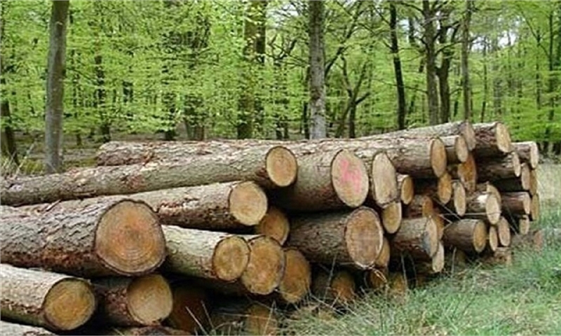 کاشت یک میلیارد درخت راهکاری موثر در تامین چوب مورد نیاز