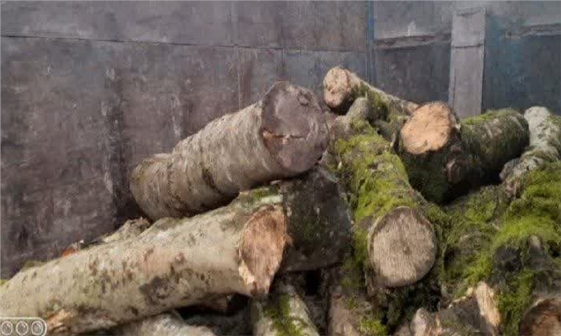 کشف ۳۶ تن چوب آلات جنگلی قاچاق در ساری